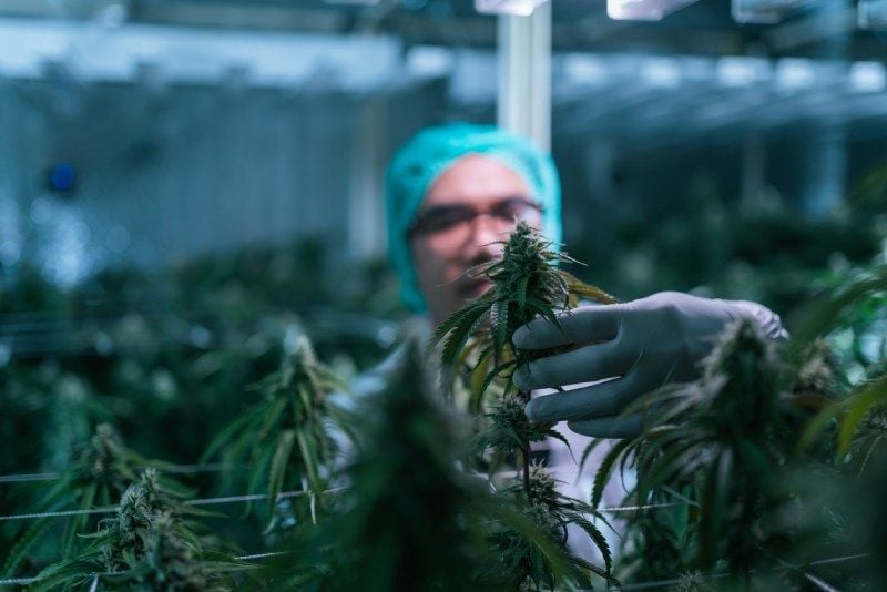 Forms of Cannabis Consumption and Smell Forms of Cannabis Consumption and Smell